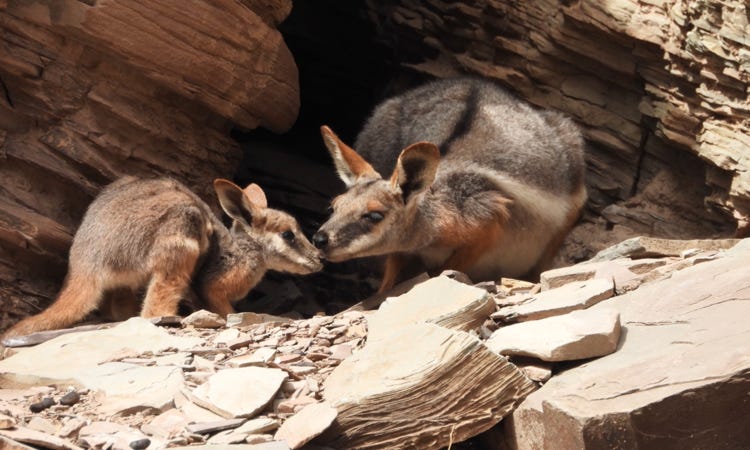 Flinders Ranges 3 day tour